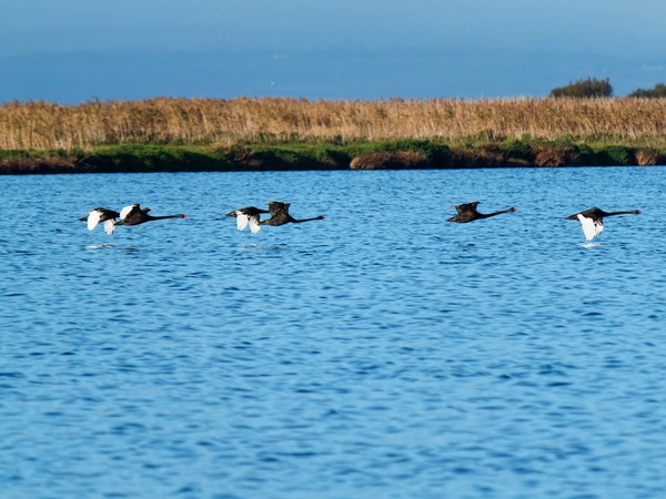 https://lemis.nyc3.digitaloceanspaces.com/grog/Photos/20250703/small/Birding-meeting-187.jpeg