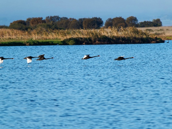 https://lemis.nyc3.digitaloceanspaces.com/grog/Photos/20250703/small/Birding-meeting-188.jpeg