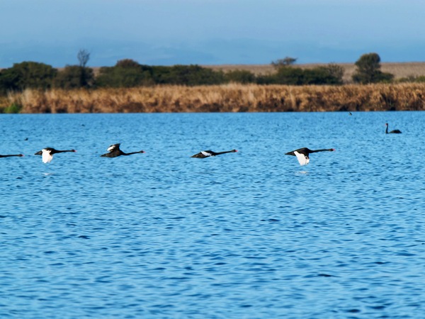 https://lemis.nyc3.digitaloceanspaces.com/grog/Photos/20250703/small/Birding-meeting-189.jpeg
