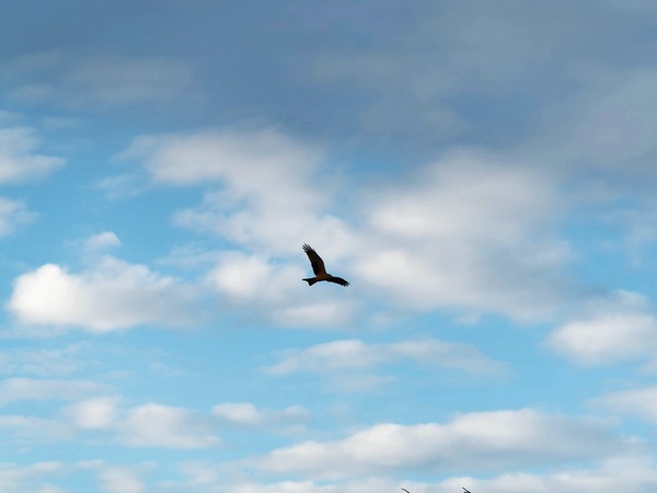 https://lemis.nyc3.digitaloceanspaces.com/grog/Photos/20250703/small/Birding-meeting-19.jpeg