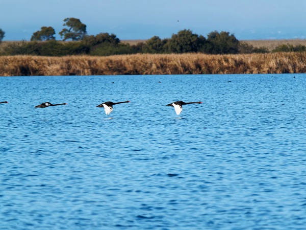 https://lemis.nyc3.digitaloceanspaces.com/grog/Photos/20250703/small/Birding-meeting-190.jpeg