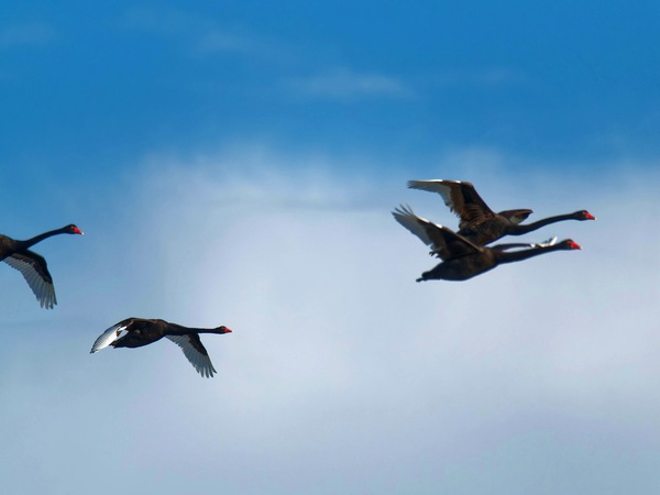 https://lemis.nyc3.digitaloceanspaces.com/grog/Photos/20250703/small/Birding-meeting-192.jpeg