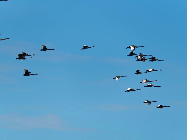 https://lemis.nyc3.digitaloceanspaces.com/grog/Photos/20250703/small/Birding-meeting-194.jpeg