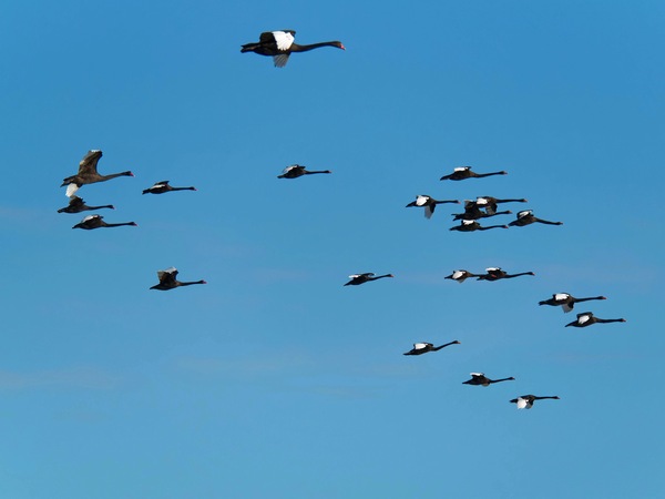 https://lemis.nyc3.digitaloceanspaces.com/grog/Photos/20250703/small/Birding-meeting-195.jpeg