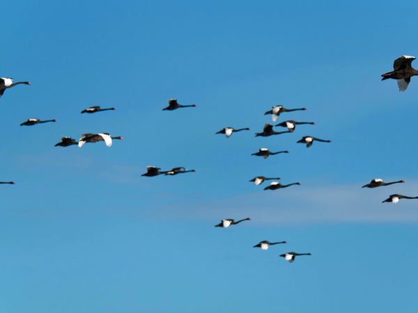 https://lemis.nyc3.digitaloceanspaces.com/grog/Photos/20250703/small/Birding-meeting-196.jpeg
