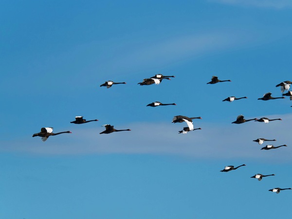 https://lemis.nyc3.digitaloceanspaces.com/grog/Photos/20250703/small/Birding-meeting-197.jpeg