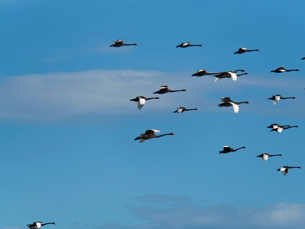 https://lemis.nyc3.digitaloceanspaces.com/grog/Photos/20250703/small/Birding-meeting-198.jpeg