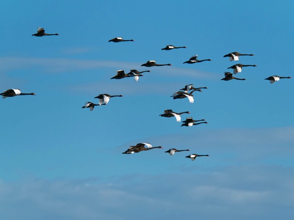 https://lemis.nyc3.digitaloceanspaces.com/grog/Photos/20250703/small/Birding-meeting-199.jpeg