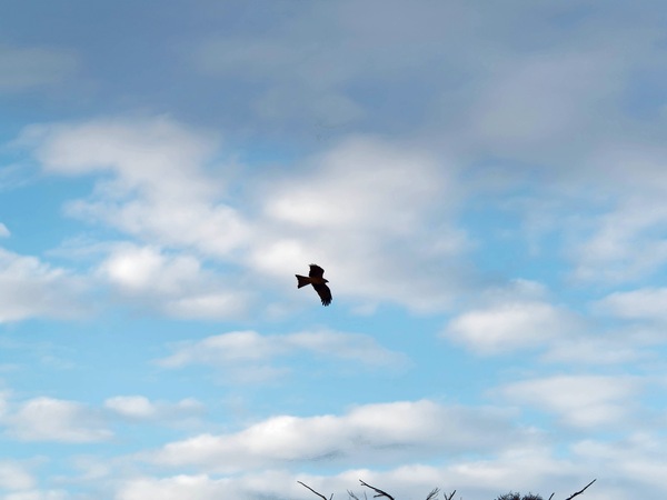 https://lemis.nyc3.digitaloceanspaces.com/grog/Photos/20250703/small/Birding-meeting-20.jpeg