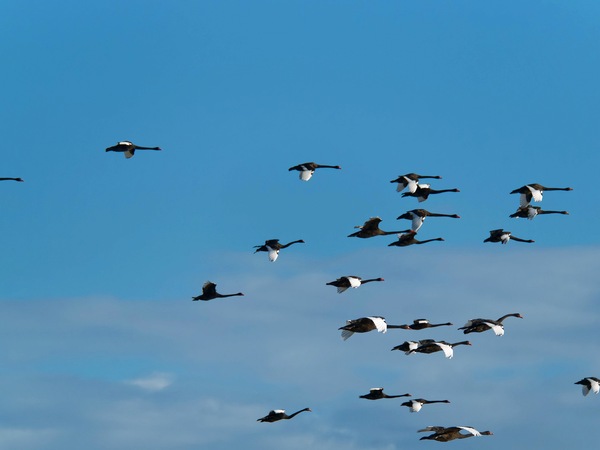 https://lemis.nyc3.digitaloceanspaces.com/grog/Photos/20250703/small/Birding-meeting-200.jpeg