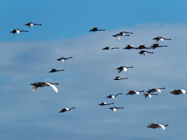 https://lemis.nyc3.digitaloceanspaces.com/grog/Photos/20250703/small/Birding-meeting-201.jpeg