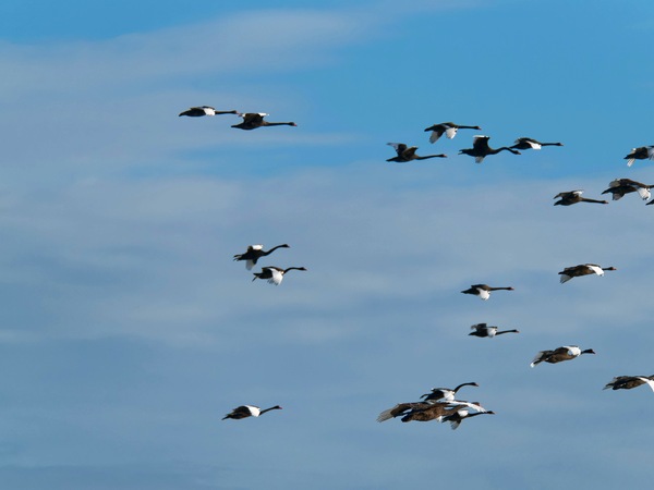 https://lemis.nyc3.digitaloceanspaces.com/grog/Photos/20250703/small/Birding-meeting-202.jpeg