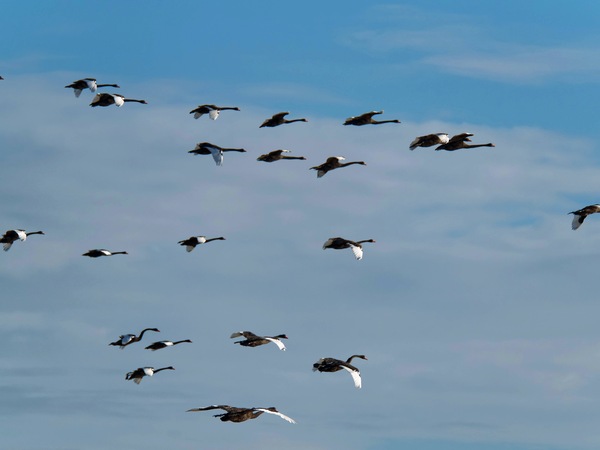 https://lemis.nyc3.digitaloceanspaces.com/grog/Photos/20250703/small/Birding-meeting-203.jpeg