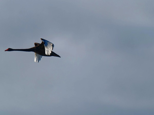 https://lemis.nyc3.digitaloceanspaces.com/grog/Photos/20250703/small/Birding-meeting-204.jpeg