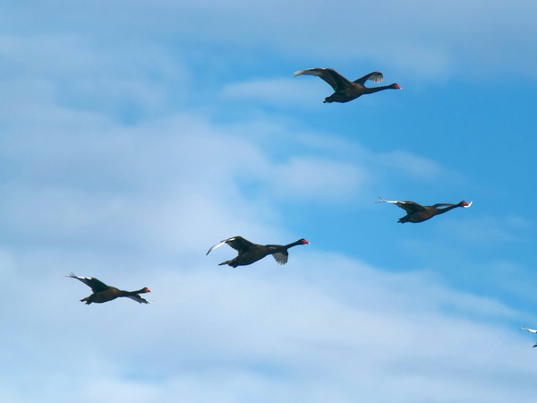 https://lemis.nyc3.digitaloceanspaces.com/grog/Photos/20250703/small/Birding-meeting-206.jpeg