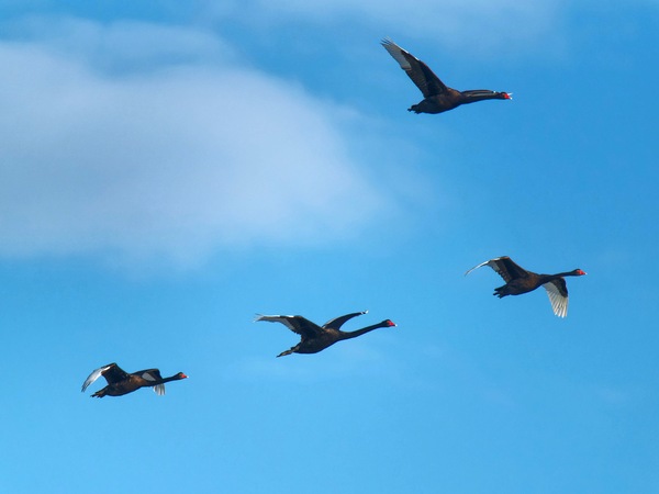 https://lemis.nyc3.digitaloceanspaces.com/grog/Photos/20250703/small/Birding-meeting-207.jpeg