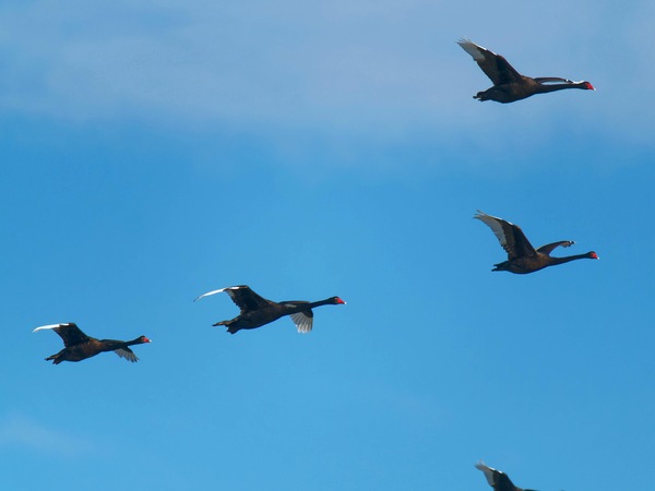 https://lemis.nyc3.digitaloceanspaces.com/grog/Photos/20250703/small/Birding-meeting-208.jpeg