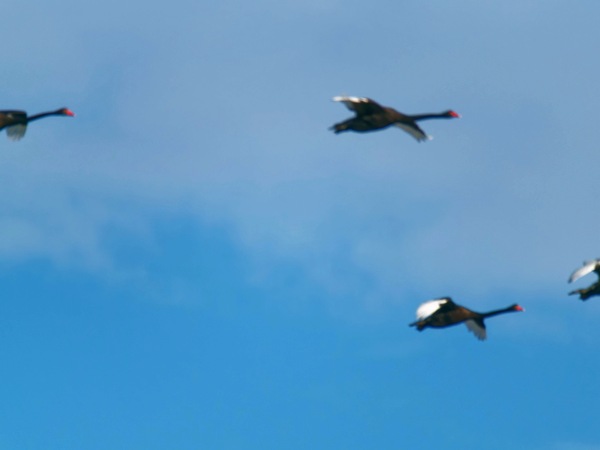https://lemis.nyc3.digitaloceanspaces.com/grog/Photos/20250703/small/Birding-meeting-209.jpeg
