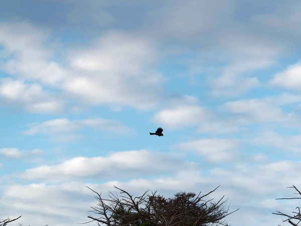https://lemis.nyc3.digitaloceanspaces.com/grog/Photos/20250703/small/Birding-meeting-21.jpeg