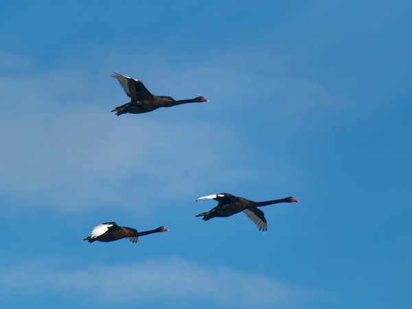 https://lemis.nyc3.digitaloceanspaces.com/grog/Photos/20250703/small/Birding-meeting-210.jpeg