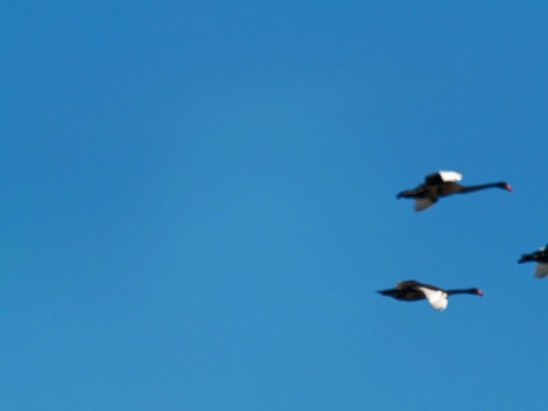 https://lemis.nyc3.digitaloceanspaces.com/grog/Photos/20250703/small/Birding-meeting-212.jpeg