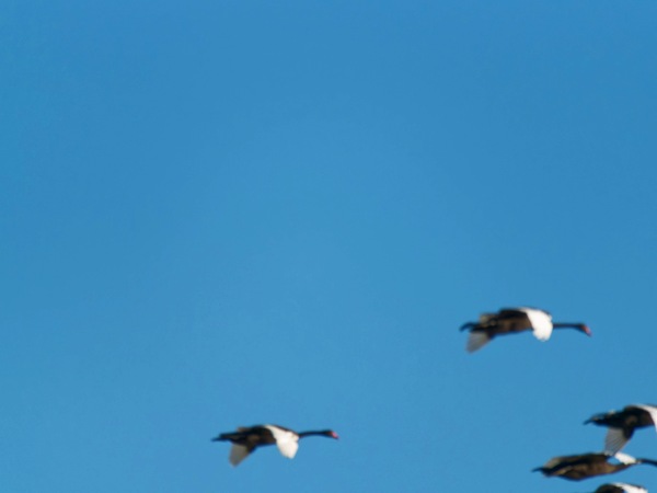 https://lemis.nyc3.digitaloceanspaces.com/grog/Photos/20250703/small/Birding-meeting-213.jpeg