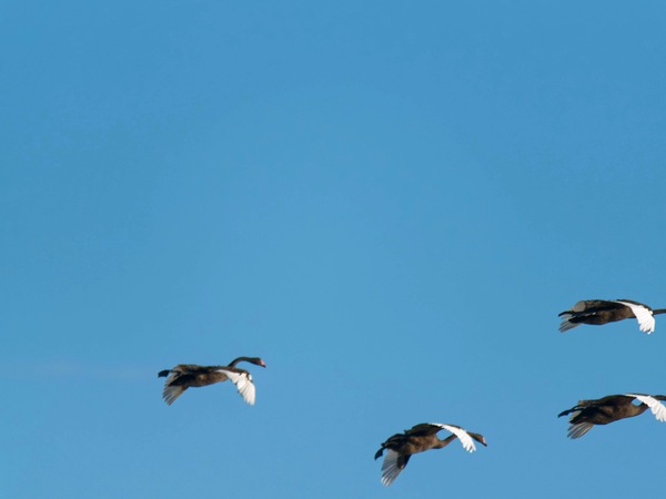 https://lemis.nyc3.digitaloceanspaces.com/grog/Photos/20250703/small/Birding-meeting-214.jpeg