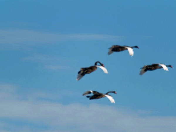 https://lemis.nyc3.digitaloceanspaces.com/grog/Photos/20250703/small/Birding-meeting-215.jpeg