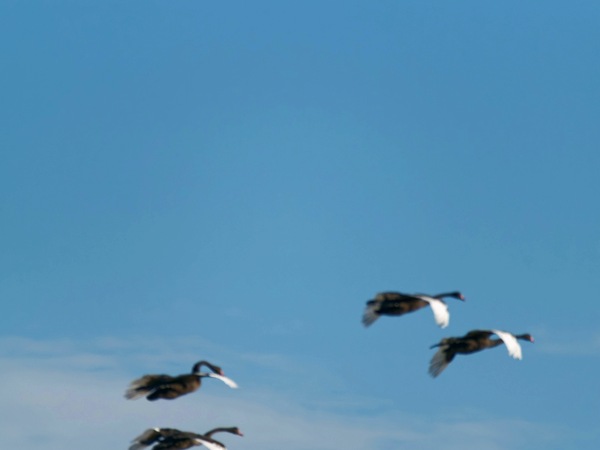 https://lemis.nyc3.digitaloceanspaces.com/grog/Photos/20250703/small/Birding-meeting-216.jpeg