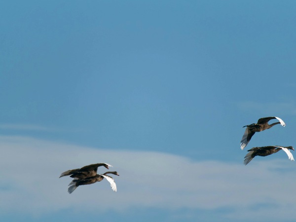 https://lemis.nyc3.digitaloceanspaces.com/grog/Photos/20250703/small/Birding-meeting-217.jpeg