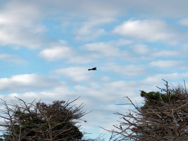 https://lemis.nyc3.digitaloceanspaces.com/grog/Photos/20250703/small/Birding-meeting-22.jpeg