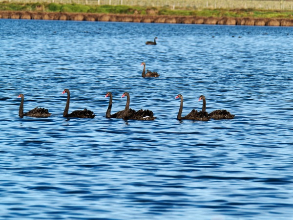 https://lemis.nyc3.digitaloceanspaces.com/grog/Photos/20250703/small/Birding-meeting-224.jpeg