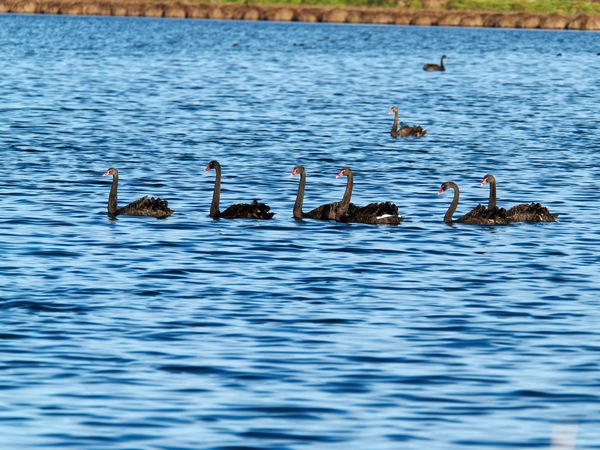 https://lemis.nyc3.digitaloceanspaces.com/grog/Photos/20250703/small/Birding-meeting-225.jpeg
