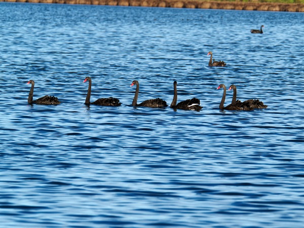 https://lemis.nyc3.digitaloceanspaces.com/grog/Photos/20250703/small/Birding-meeting-226.jpeg