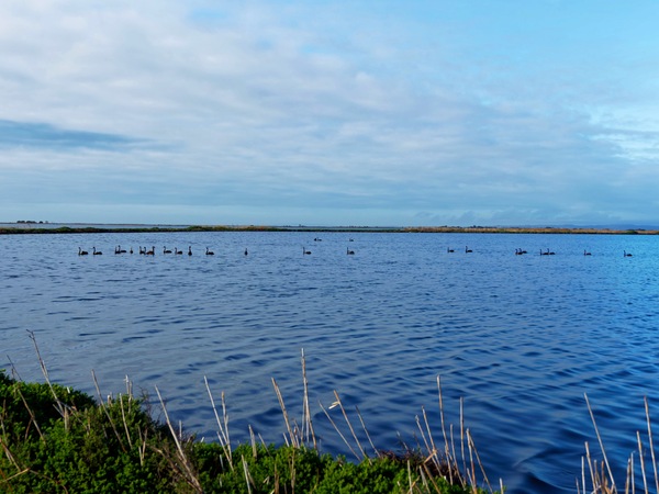https://lemis.nyc3.digitaloceanspaces.com/grog/Photos/20250703/small/Birding-meeting-228.jpeg
