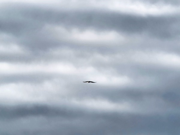 https://lemis.nyc3.digitaloceanspaces.com/grog/Photos/20250703/small/Birding-meeting-236.jpeg