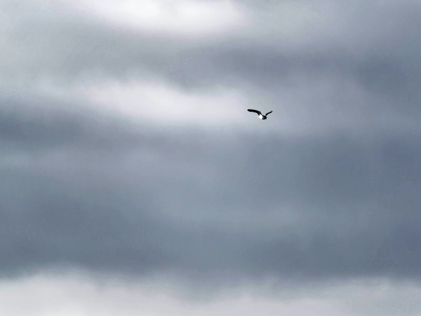 https://lemis.nyc3.digitaloceanspaces.com/grog/Photos/20250703/small/Birding-meeting-238.jpeg