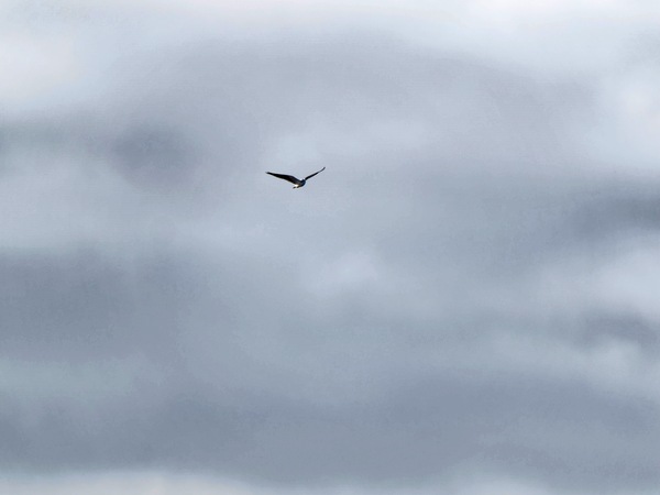 https://lemis.nyc3.digitaloceanspaces.com/grog/Photos/20250703/small/Birding-meeting-239.jpeg