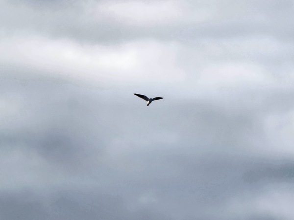 https://lemis.nyc3.digitaloceanspaces.com/grog/Photos/20250703/small/Birding-meeting-240.jpeg