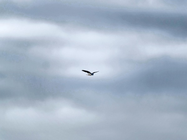https://lemis.nyc3.digitaloceanspaces.com/grog/Photos/20250703/small/Birding-meeting-241.jpeg