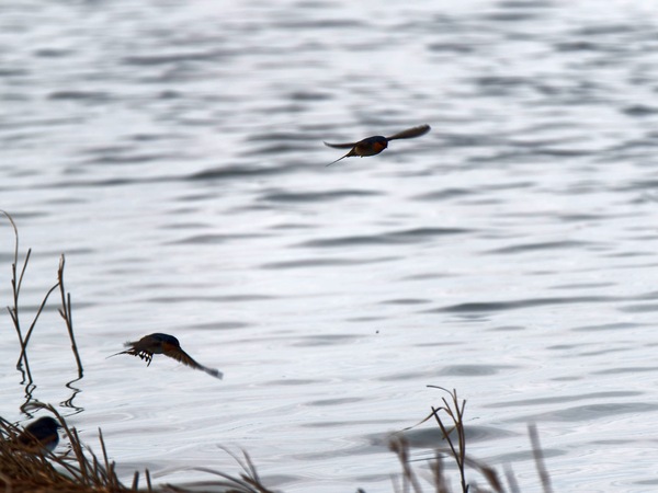 https://lemis.nyc3.digitaloceanspaces.com/grog/Photos/20250703/small/Birding-meeting-242.jpeg