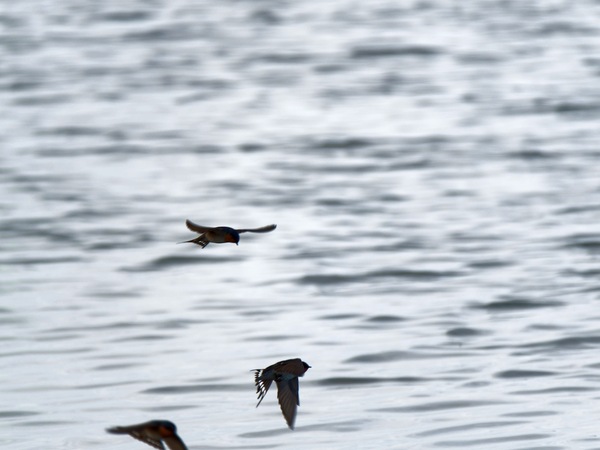 https://lemis.nyc3.digitaloceanspaces.com/grog/Photos/20250703/small/Birding-meeting-243.jpeg