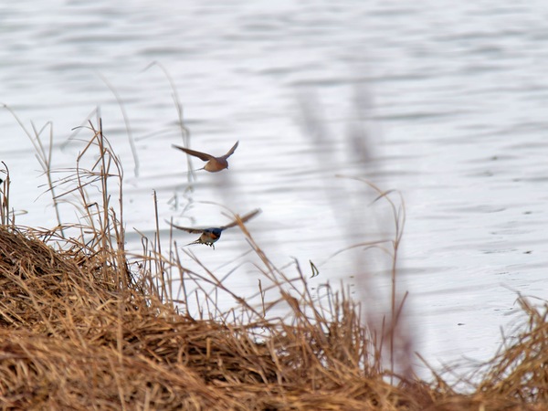 https://lemis.nyc3.digitaloceanspaces.com/grog/Photos/20250703/small/Birding-meeting-245.jpeg