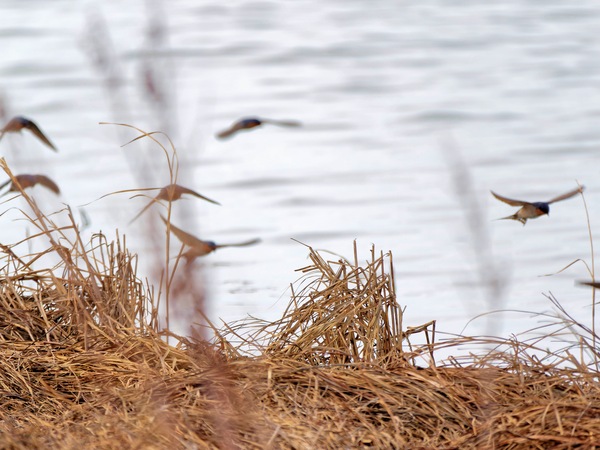 https://lemis.nyc3.digitaloceanspaces.com/grog/Photos/20250703/small/Birding-meeting-247.jpeg