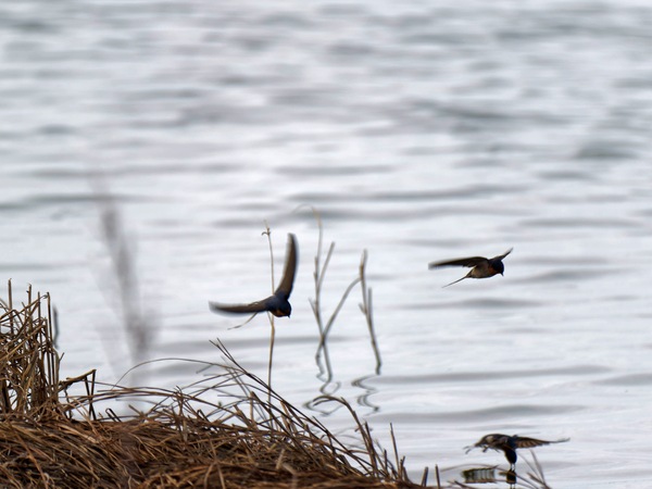 https://lemis.nyc3.digitaloceanspaces.com/grog/Photos/20250703/small/Birding-meeting-249.jpeg