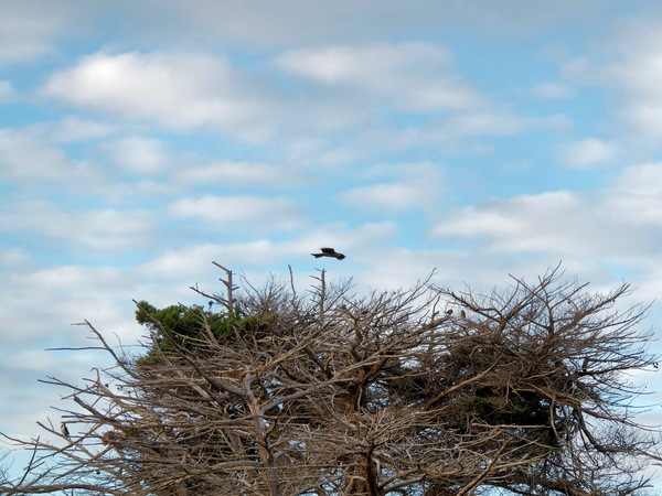 https://lemis.nyc3.digitaloceanspaces.com/grog/Photos/20250703/small/Birding-meeting-25.jpeg