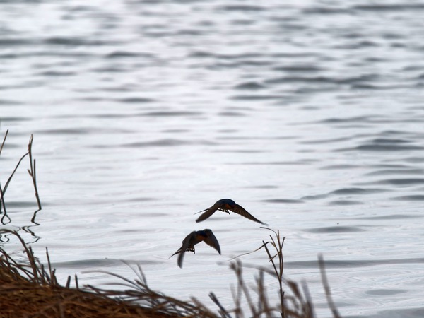 https://lemis.nyc3.digitaloceanspaces.com/grog/Photos/20250703/small/Birding-meeting-250.jpeg