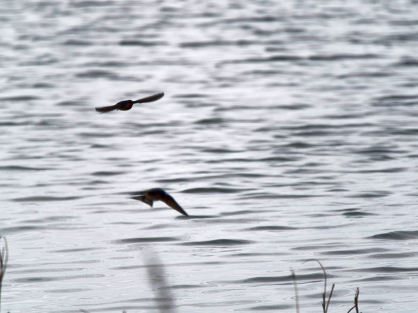https://lemis.nyc3.digitaloceanspaces.com/grog/Photos/20250703/small/Birding-meeting-251.jpeg