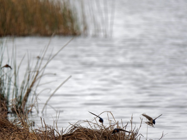 https://lemis.nyc3.digitaloceanspaces.com/grog/Photos/20250703/small/Birding-meeting-253.jpeg