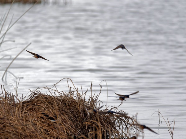 https://lemis.nyc3.digitaloceanspaces.com/grog/Photos/20250703/small/Birding-meeting-254.jpeg